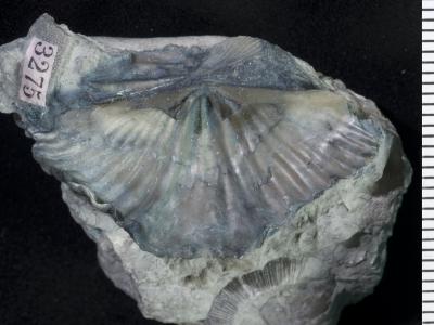 https://files.geocollections.info/large/74/c4/74c4002c-f6f9-493b-a981-80a675cdda95.jpg