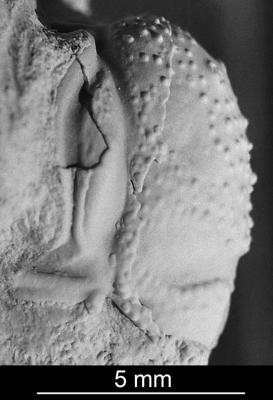 https://files.geocollections.info/large/74/c8/74c83e4c-48ac-4cf2-b702-d1cd0895817c.jpg