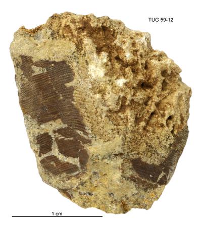 https://files.geocollections.info/large/74/d4/74d489ea-932d-449f-87b2-9042b391e7f5.jpg