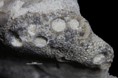 https://files.geocollections.info/large/75/25/752585d1-75e4-47e9-a487-9cb173e5711f.jpg