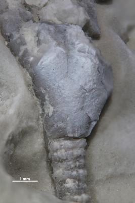 https://files.geocollections.info/large/75/9f/759f6d33-b38b-4179-9074-7dca129eddf2.jpg