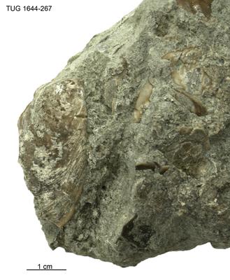 https://files.geocollections.info/large/75/ac/75ac413d-7d9e-4ccd-ae1e-0ccdc2eebc74.jpg
