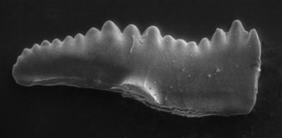 https://files.geocollections.info/large/75/c0/75c0e7df-055e-41b7-a7fa-e44b44ad21f1.jpg