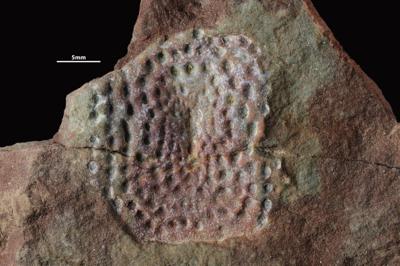https://files.geocollections.info/large/75/cf/75cfed8a-ba98-4960-bf55-ca290c674bdf.jpg