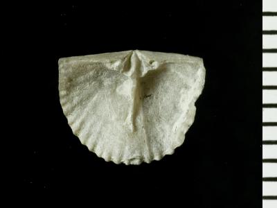 https://files.geocollections.info/large/75/dd/75dde6b0-13fa-42fa-ad41-f787515a82b6.jpg