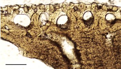 https://files.geocollections.info/large/76/0f/760f3614-52c6-4b42-8724-6e3be9a28846.jpg