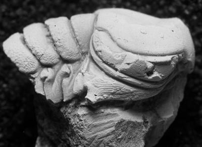 https://files.geocollections.info/large/76/25/7625bf82-2c8e-46c5-ab75-a7cfa64a955d.jpg