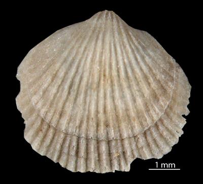 https://files.geocollections.info/large/76/3f/763f8833-0658-4542-95ed-a8ec4ff8e69f.jpg