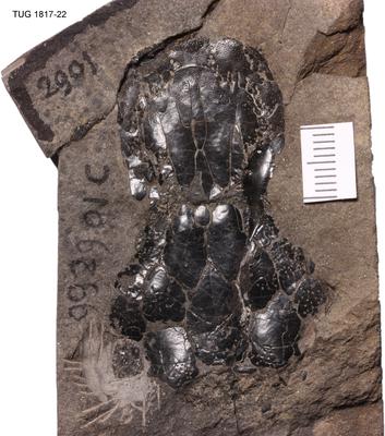 https://files.geocollections.info/large/76/56/7656f356-38c0-41e2-841f-7b82f4c28a7c.jpg