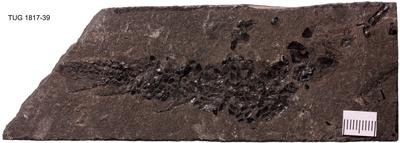 https://files.geocollections.info/large/76/5c/765c1973-c673-4c65-b5b4-ad8389c121a2.jpg