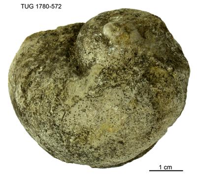 https://files.geocollections.info/large/76/5e/765e244d-1f22-4baf-b01a-792051bee136.jpg