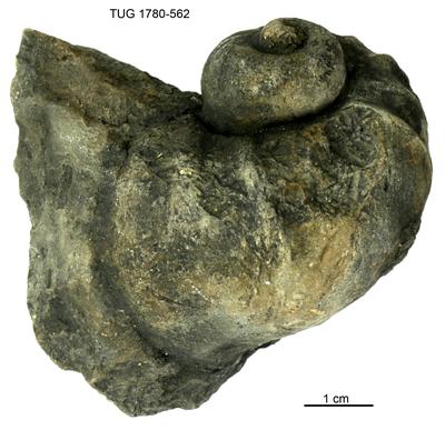https://files.geocollections.info/large/76/77/7677f0ed-7632-4dd6-afd7-141776786e86.jpg