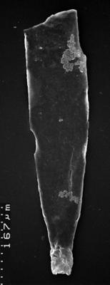 <i><i>Chitinozoa</i></i><br />,  m,  (1532-90)