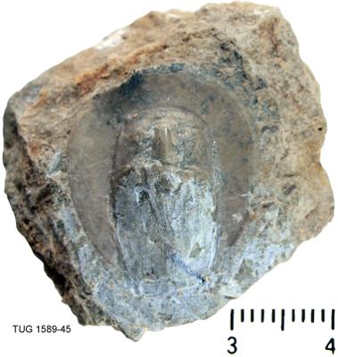 https://files.geocollections.info/large/76/7d/767d8b22-6f9e-4a8b-bc5f-ad7be9bbcaf0.jpg