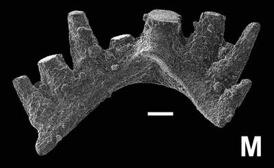 https://files.geocollections.info/large/76/86/76866e7a-a4a0-4fed-9584-7d1f3b8ac2da.jpg