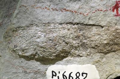 https://files.geocollections.info/large/76/88/76885767-631f-41d5-8135-0e86d0fc5a43.jpg