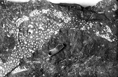 https://files.geocollections.info/large/76/8a/768a5ab6-2484-4bdd-9c04-83a0f5ba9954.jpg