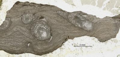 https://files.geocollections.info/large/76/8d/768d7bd0-3835-4d61-bda7-30cc9a0fdf78.jpg