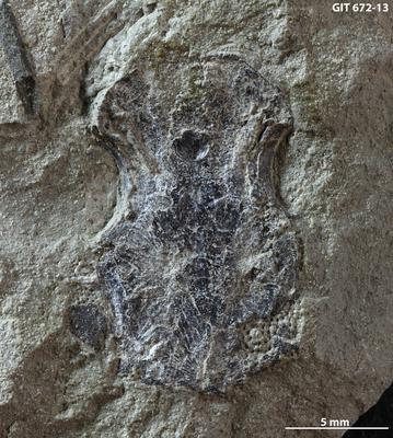 https://files.geocollections.info/large/76/d3/76d3a272-fc29-492c-a485-6a6a65ef61d8.jpg