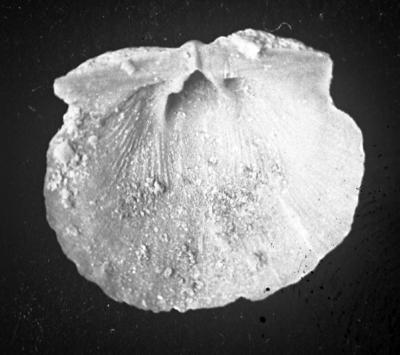 https://files.geocollections.info/large/76/e2/76e25b94-29db-4619-b7a9-e0cb23c72e2e.jpg