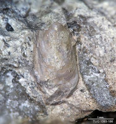 https://files.geocollections.info/large/77/0d/770db119-0f33-4e8c-a353-f222265e6352.jpg