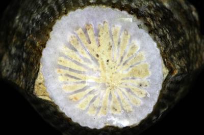 https://files.geocollections.info/large/77/13/77136a57-db68-49bc-9633-ffb5a719c782.jpg
