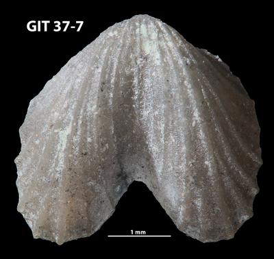 https://files.geocollections.info/large/77/1c/771ca838-1286-434e-a1a0-dd668367f5a0.jpg