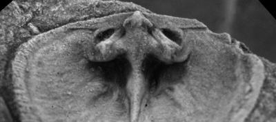 https://files.geocollections.info/large/77/22/772221e4-b525-45fd-9e6b-5ce417cb0fe1.jpg