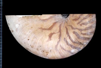 https://files.geocollections.info/large/77/35/77354b80-1522-401f-a7cf-e2bdbc121ac4.jpg