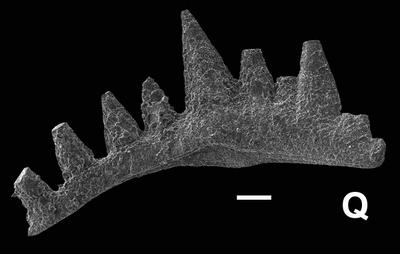 https://files.geocollections.info/large/77/43/77430229-f1f0-4617-9d24-d18708a6e47a.jpg