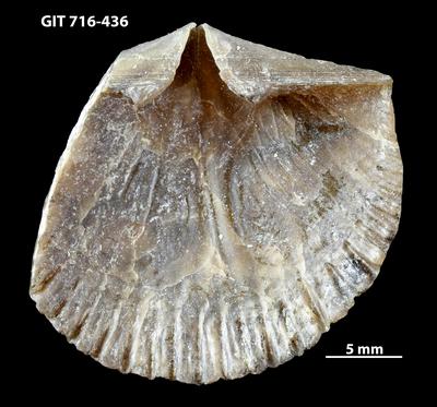 https://files.geocollections.info/large/77/45/7745e4d2-e96e-44d4-89ba-a7a20c76b645.jpg