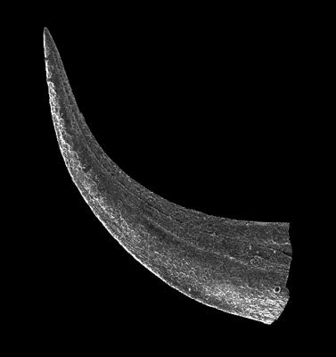 https://files.geocollections.info/large/77/7f/777f1bb1-09d4-4425-8acd-a124b7f41459.jpg