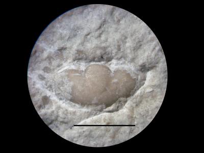 https://files.geocollections.info/large/77/8b/778b5bb1-5c11-4d64-ba0a-cf700569e03f.jpg