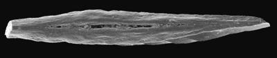 https://files.geocollections.info/large/77/d9/77d93abf-d3b1-41d3-8733-41fb88e2a027.jpg