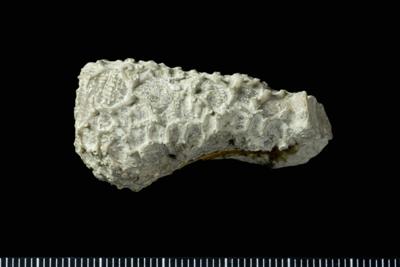 https://files.geocollections.info/large/77/dc/77dce549-6b22-40a3-ab2a-3341e8e4f0d2.jpg