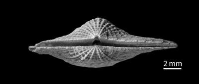 https://files.geocollections.info/large/77/ef/77ef3f4c-11fc-4013-b403-7ed03545ee1e.jpg
