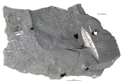 https://files.geocollections.info/large/77/f4/77f48c05-85f1-4479-8787-a2b1a5f85ad5.jpg