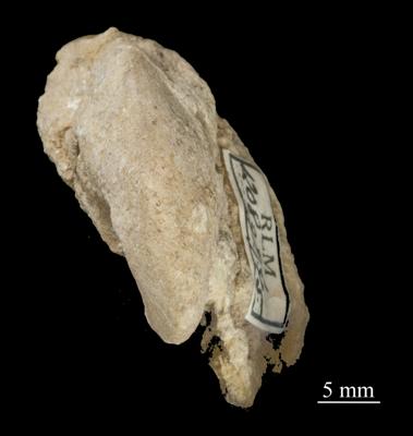https://files.geocollections.info/large/78/0b/780b1657-b337-4115-8d1c-70d819d9a440.jpg