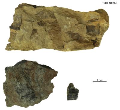 https://files.geocollections.info/large/78/0e/780e7f68-f439-415b-b603-579427521899.jpg