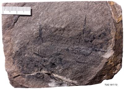 https://files.geocollections.info/large/78/13/78132574-19ac-4b0c-ae61-6713883c3435.jpg