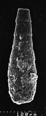 <i><i>Chitinozoa</i> | Kitiiniku laadne mikrofosiil</i><br />Varangu stratotype outcrop,  m, Tremadocian (1537-8)