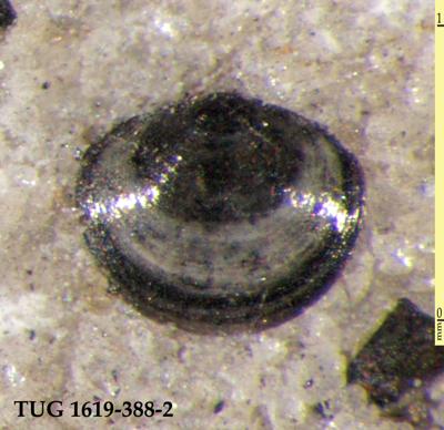 https://files.geocollections.info/large/78/40/7840a22a-ef67-4cfd-9dbc-6772455cdbfe.jpg