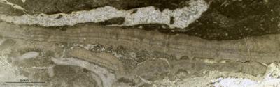 https://files.geocollections.info/large/78/58/7858fb26-0dc3-46ee-a5f7-1105608a8aa3.jpg