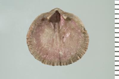 https://files.geocollections.info/large/78/65/78653106-e7bb-477f-a205-a48ff18c92ee.jpg