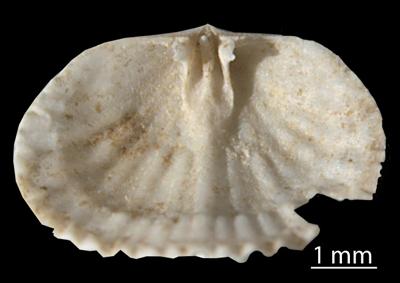 https://files.geocollections.info/large/78/67/786724dc-2e55-4137-9b52-7e1d5242f7a9.jpg