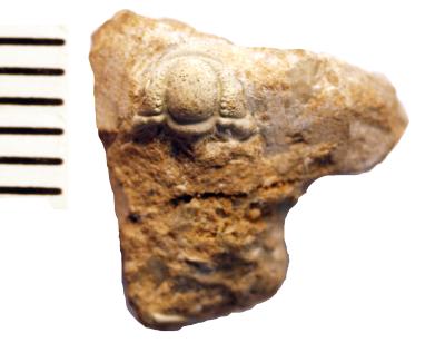 https://files.geocollections.info/large/78/77/78771a5b-6e2b-4846-9caf-94ae8282de50.jpg