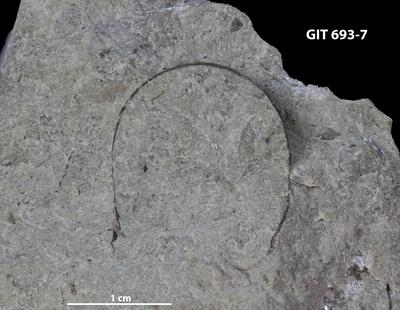 https://files.geocollections.info/large/78/77/78775c6f-d26b-4e9c-824b-388ba3cc9cde.jpg
