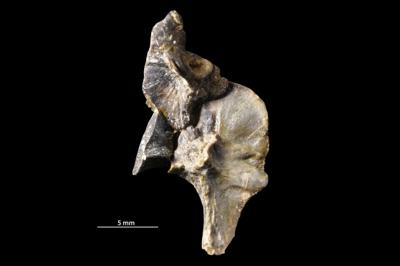 https://files.geocollections.info/large/78/97/7897ab99-c9b5-4b1a-8273-1be0f82ba37c.jpg