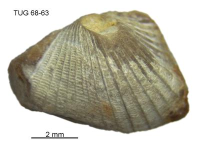 https://files.geocollections.info/large/78/98/789859dd-90ee-4161-8023-adb7766118e7.jpg