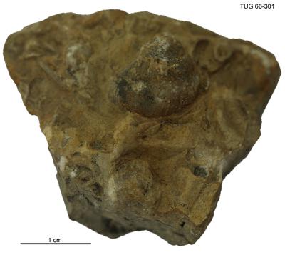 https://files.geocollections.info/large/78/b9/78b90551-b96d-430c-9a84-aadd85575db0.jpg